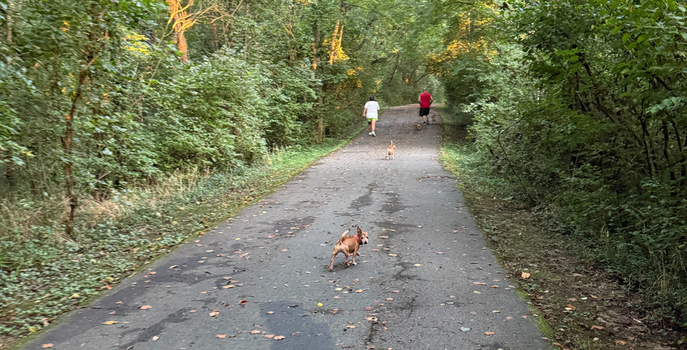 walk in the woods showing a little brown dog looking back at the camera. others are walking ahead