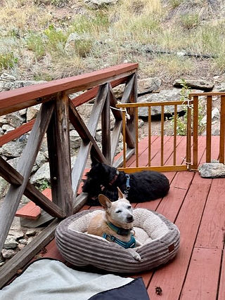 A tan dog and a black dog on a red porch 