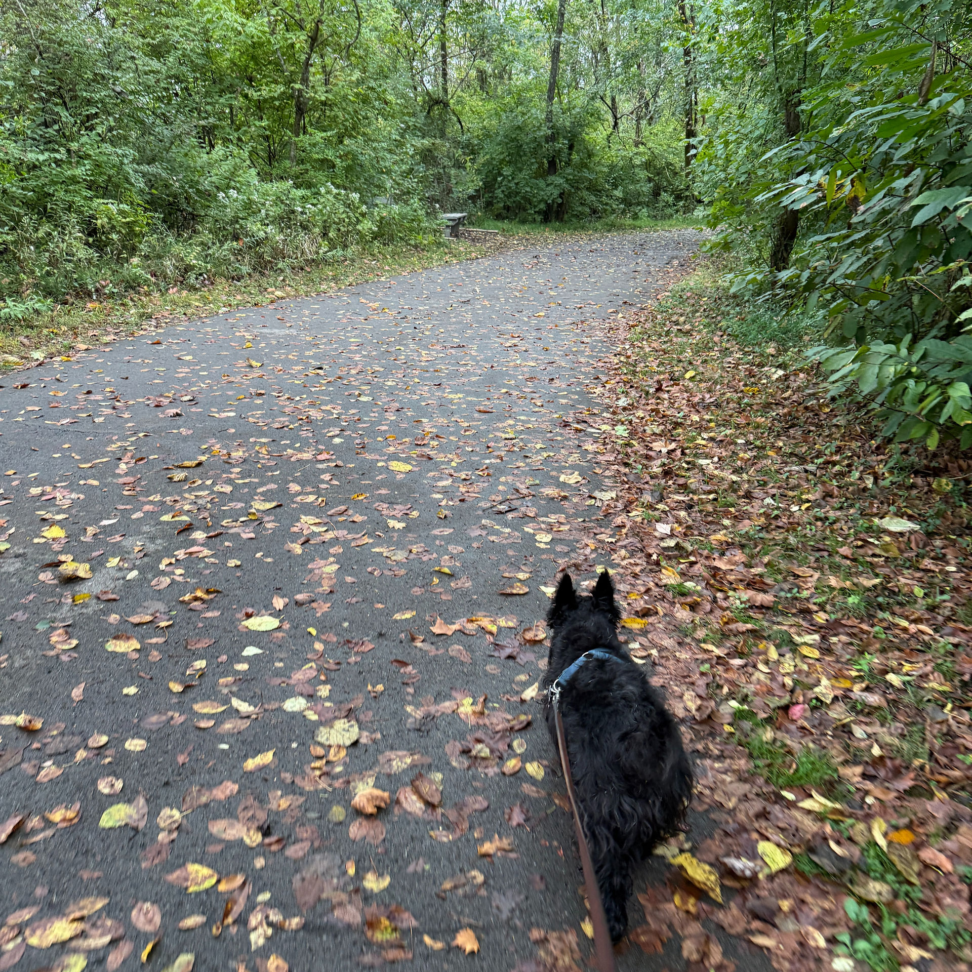 A scottish terrier walking on a wooded path. leaves cover the ground