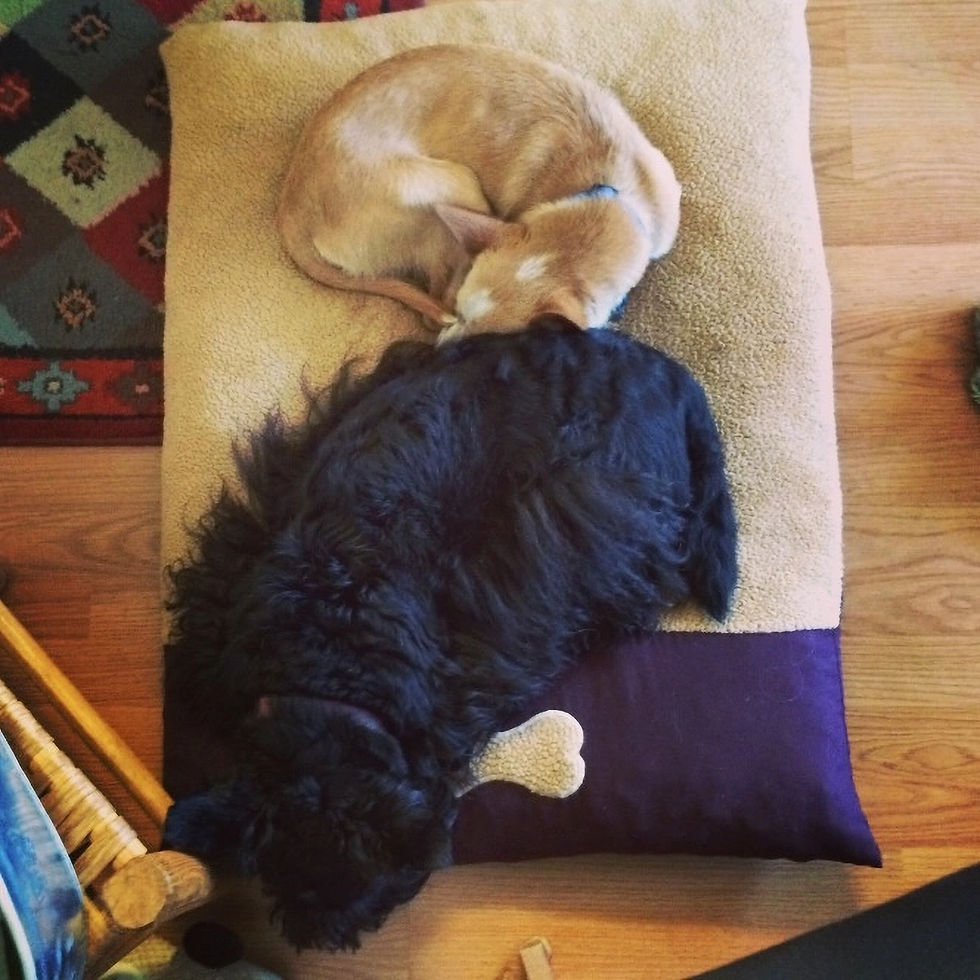 Two dogs, a tan and a black one, sleep on a beige cushion with a bone pattern. Wooden floor and a colorful rug in the background. Cozy mood.