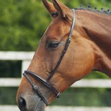Raised Flash Noseband- English Leather