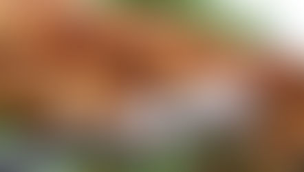 Pecan Crusted Tilapia