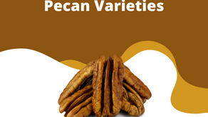 Pecan Varieties