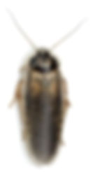 Adult Male