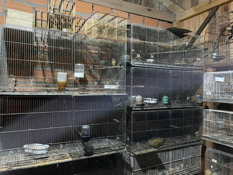 PF deflagra operação contra o tráfico internacional de animais silvestres