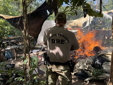 PF destrói cerca de 70 mil pés de maconha em terra indígena no Maranhão