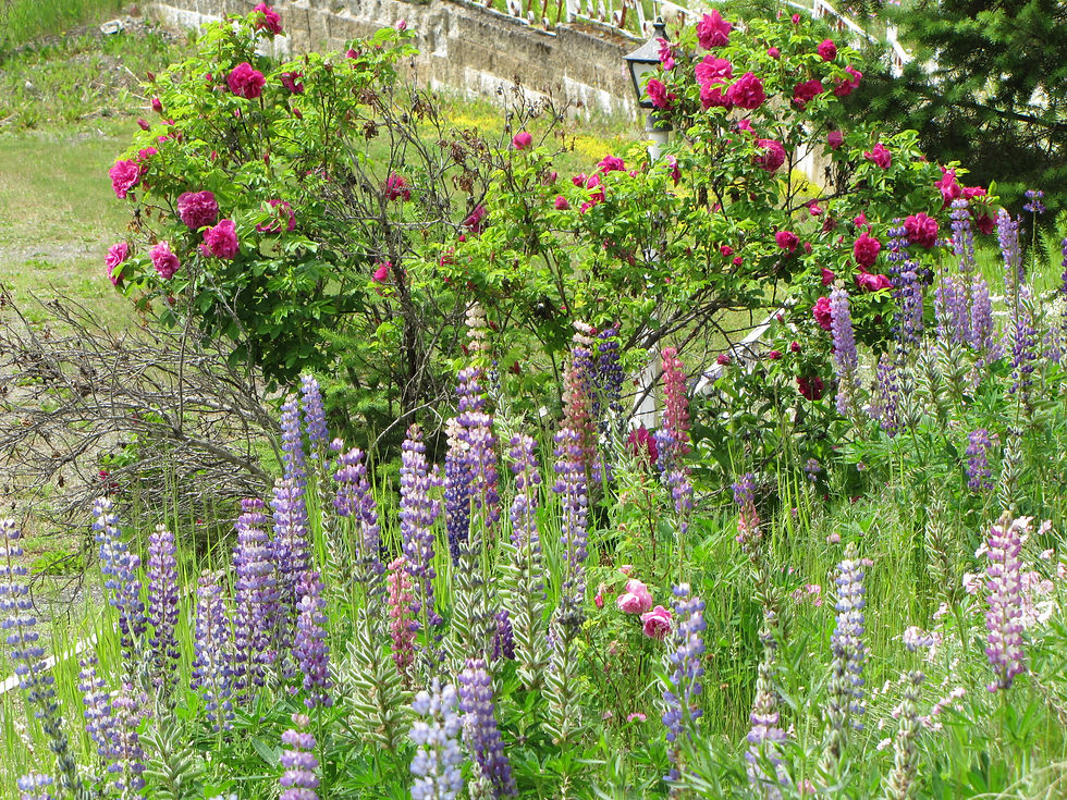 Garden 1