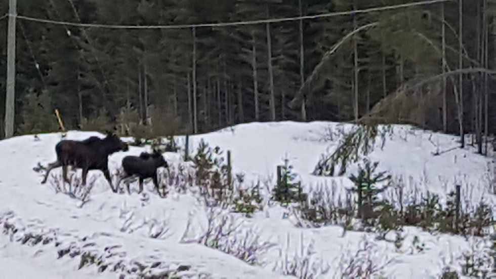 Moose