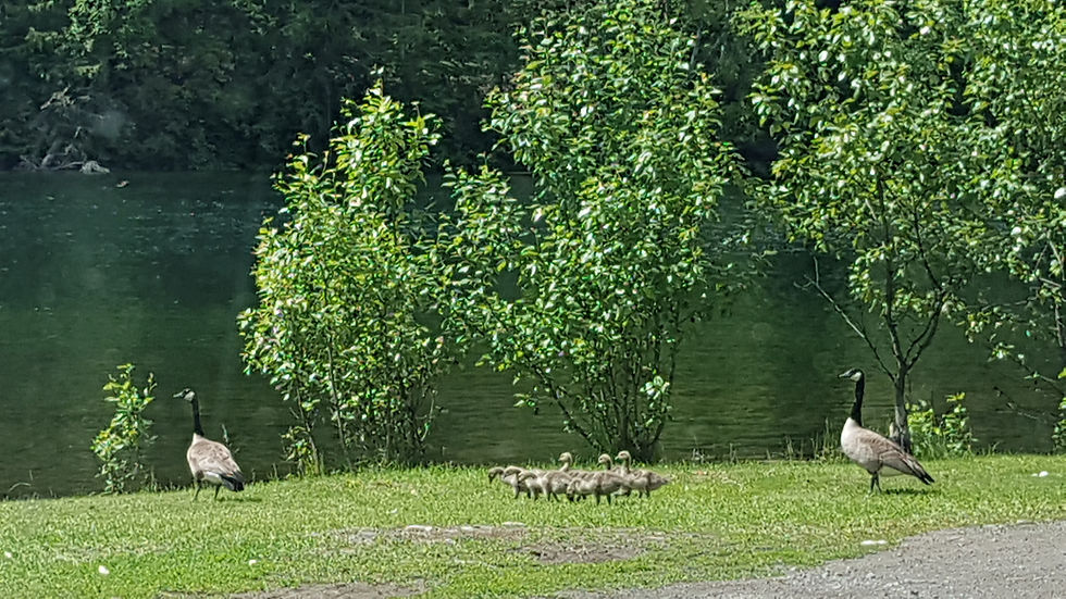 Geese - The new locals
