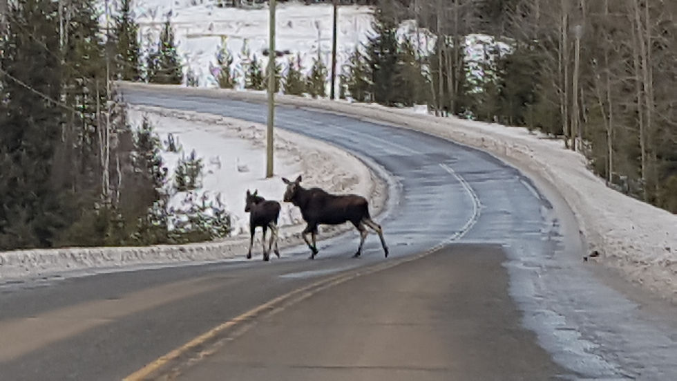 Moose 2