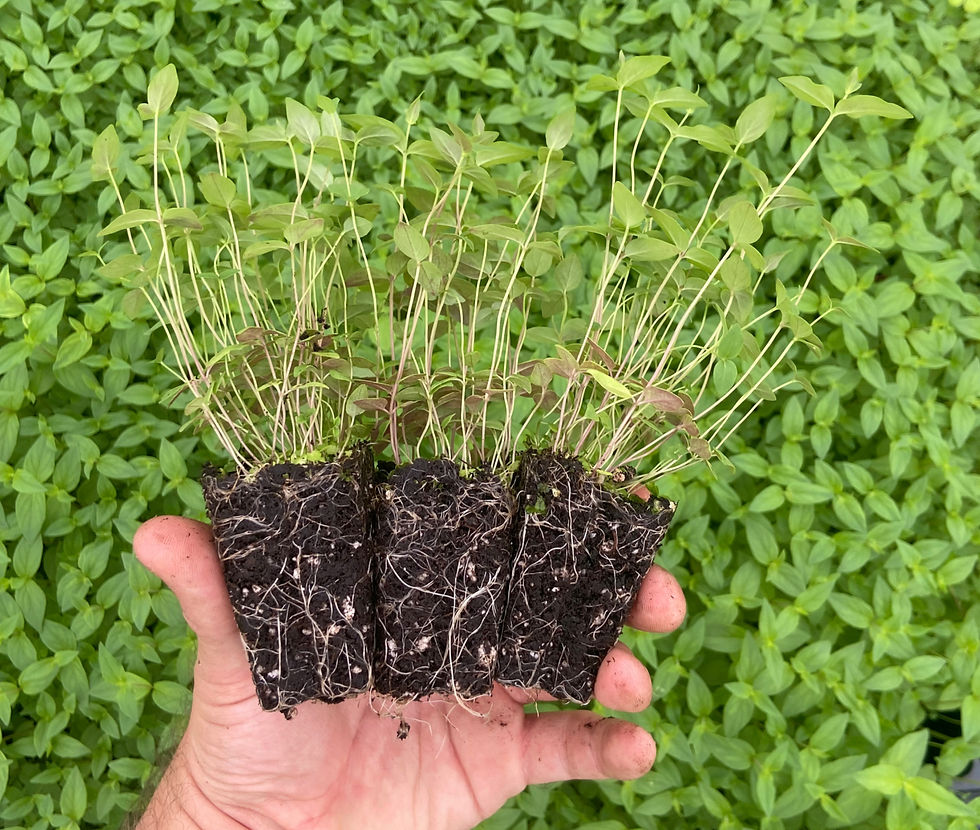 Hand holding seedlings with roots against a lush green leafy background, conveying a sense of growth and nature.