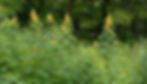 Clusters of Senna hebecarpa (Wild Senna) with tall, upright spikes of golden-yellow flowers rise above fern-like foliage—an eye-catching companion to Asclepias incarnata, offering structure, nitrogen-fixing benefits, and pollinator support in moist native plant gardens.
