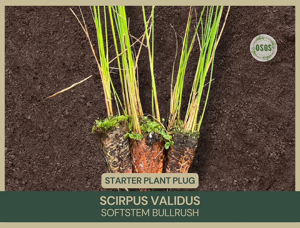 Scirpus validus | Softstem Bullrush | Starter Plant Plug