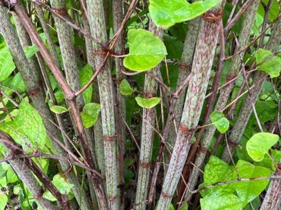 Close-up of invasive plant stalks with green leaves, illustrating the dense and rapid growth characteristic of invasive plants.