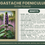 Thumbnail: Agastache foeniculum | Anise Hyssop | Starter Plant Plug