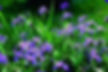 A vibrant patch of Iris versicolor (Blue Flag Iris) in full bloom, showcasing delicate violet-blue flowers and sword-like foliage—an excellent moisture-loving companion for Asclepias incarnata in rain gardens, wet meadows, or along pond edges.