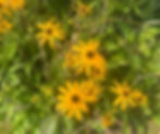 Bright yellow-orange blooms of Rudbeckia fulgida (Black-eyed Susan) stand out against green foliage—an easy-care, sun-loving companion to Asclepias incarnata that adds seasonal contrast, attracts pollinators, and thrives in moist to moderately dry garden settings.