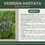 Thumbnail: Verbena hastata | Blue Vervain | Starter Plant Plug