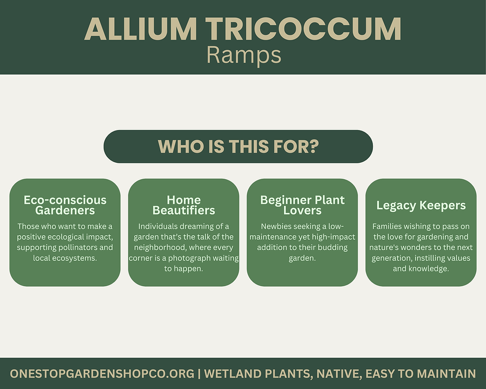 Thumbnail: Allium tricoccum | Ramps | Wild Leek | Bareroot