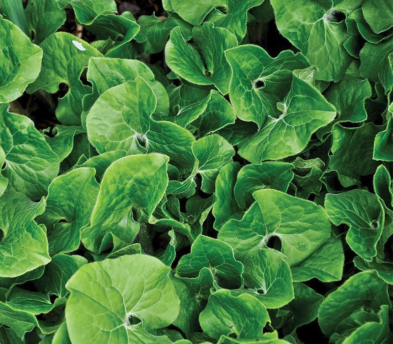 Close-up view of lush green foliage of Canada Wild Ginger, a native ground cover alternative valued for its dense growth and non-invasive behavior, contrasting with aggressive spreading species.
