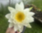 White Water Lily (Nymphaea odorata) bloom with bright yellow center, a classic aquatic plant that attracts frogs, dragonflies, and birds to ponds.
