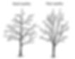 Illustration comparing good quality vs. poor quality tree structure—useful for selecting healthy Salix discolor (Pussy Willow) specimens with strong central leaders and balanced branching during planting or pruning