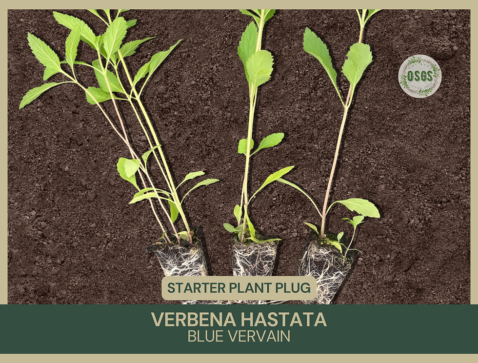Verbena hastata | Blue Vervain | Starter Plant Plug