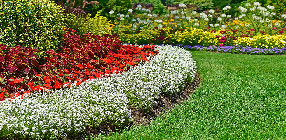 A well-maintained garden bed featuring various colorful flowers and white ground cover plants, which may appear attractive but could include invasive species that aggressively spread and overtake surrounding garden space.