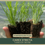 Thumbnail: Carex stricta | Tussock Sedge | Starter Plant Plug