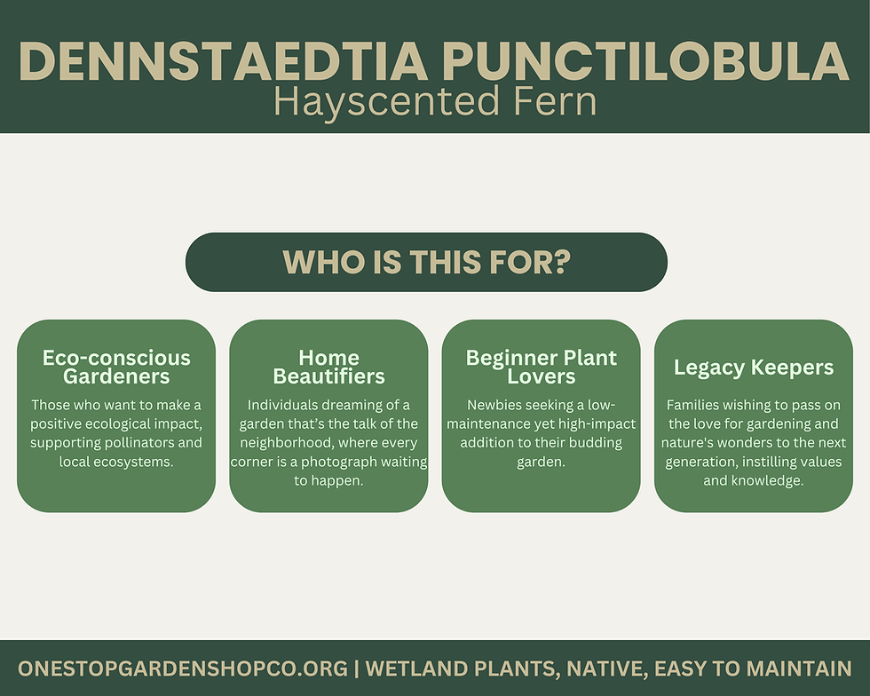 Thumbnail: Dennstaedtia punctilobula | Hayscented Fern | Bareroot