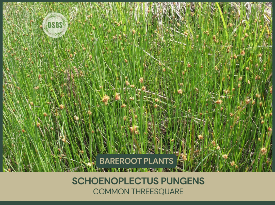 Schoenoplectus pungens | Common Threesquare | Bareroot