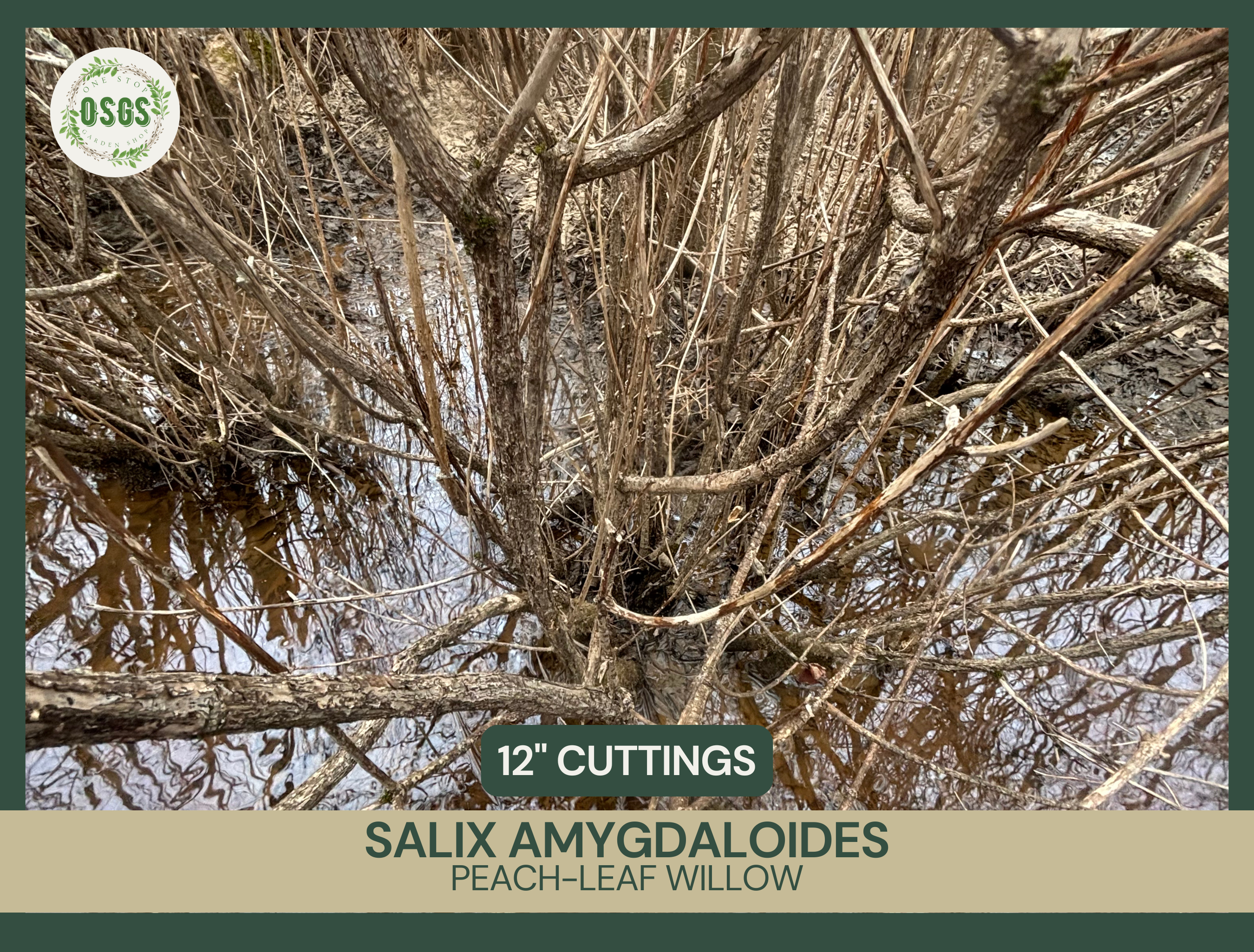 Salix amygdaloides | Peach-Leaf Willow | 12" Fresh Cutting