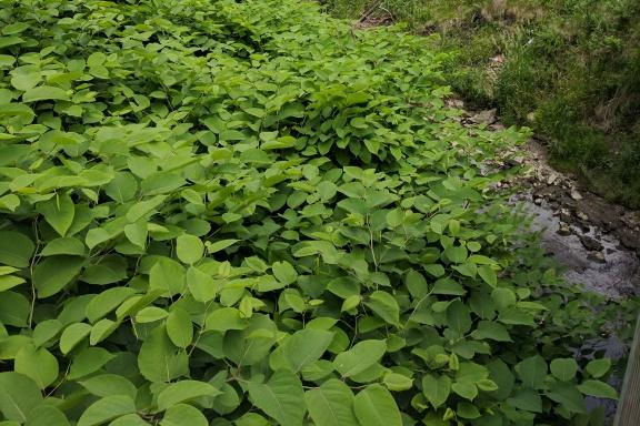 Dense growth of invasive Japanese Knotweed (Fallopia japonica) dominating a native landscape, demonstrating how invasive plants can rapidly take over an area.