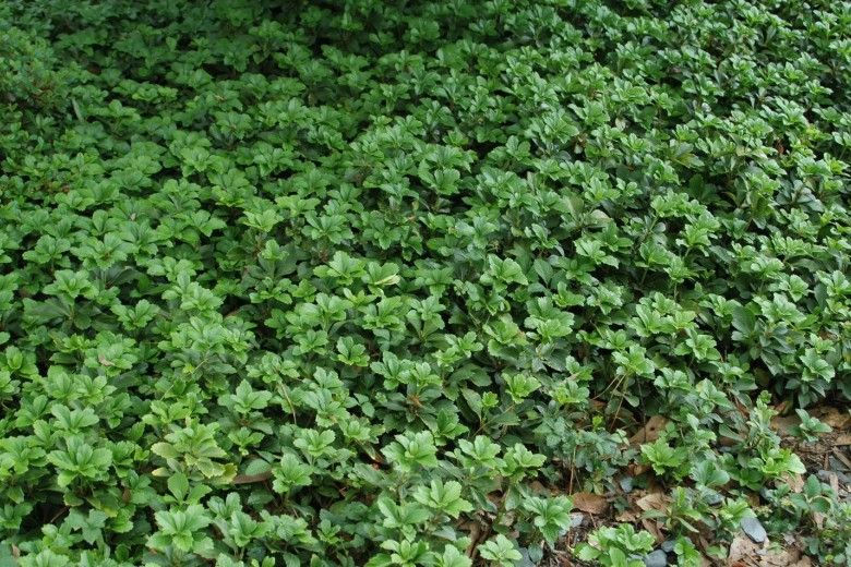 Dense mat of Japanese Pachysandra (Pachysandra terminalis) covering a garden floor, showcasing its invasive spread that can suppress native ground cover and alter local ecosystems.