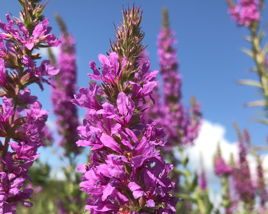 Close-up of invasive Purple Loosestrife (Lythrum salicaria) with tall spikes of vibrant magenta flowers, a species known for outcompeting native wetland plants and disrupting aquatic ecosystems
