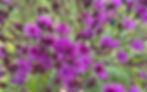Vibrant clusters of deep purple Vernonia noveboracensis (New York Ironweed) in bloom, with a native bee pollinating the flowers—an ideal tall companion to Asclepias incarnata, offering late-season color and vital nectar in pollinator-friendly, moist garden settings.