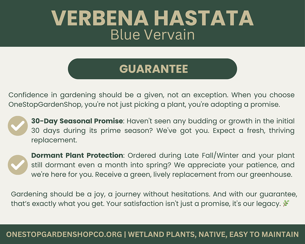 Thumbnail: Verbena hastata | Blue Vervain | Starter Plant Plug