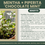 Thumbnail: Mentha × piperita 'Chocolate Mint' | Chocolate Mint | Starter Plant Plug