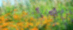 A vibrant garden bed featuring blooming Asclepias incarnata (Swamp Milkweed) surrounded by ideal companion plants including Joe Pye Weed, Blue Flag Iris, and Bee Balm, all thriving in moist soil with butterflies hovering above.