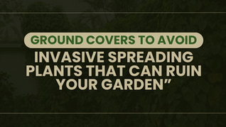 Some ground covers may look lush and charming, but many are secretly invasive spreaders that can choke out native plants and take over your garden. Learn which popular choices to avoid—and what to plant instead for a healthier, low-maintenance landscape.