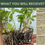 Thumbnail: Verbena hastata | Blue Vervain | Starter Plant Plug