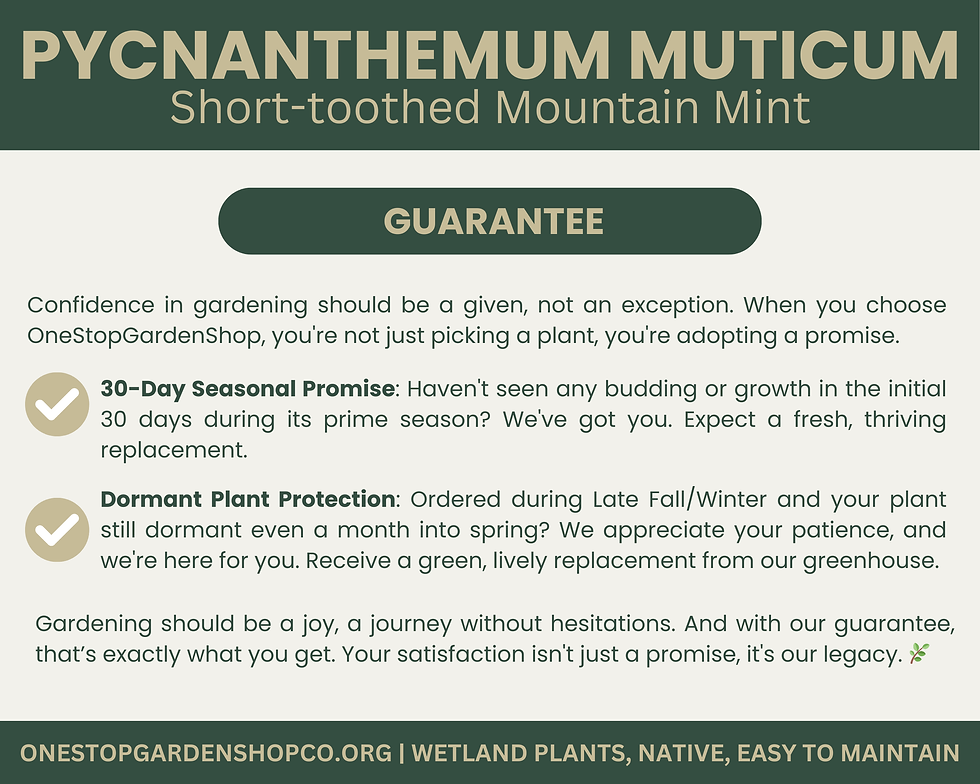 Thumbnail: Pycnanthemum muticum | Short-toothed Mountain Mint | Starter Plant Plug