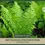 Thumbnail: Matteuccia struthiopteris | Ostrich Fern | Bareroot