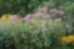 A thriving native garden featuring tall Eupatorium maculatum (Joe Pye Weed) with clusters of pink-purple flowers, surrounded by fellow pollinator-friendly plants like Rudbeckia and goldenrods—ideal companions for Asclepias incarnata in moist, sunny habitats.