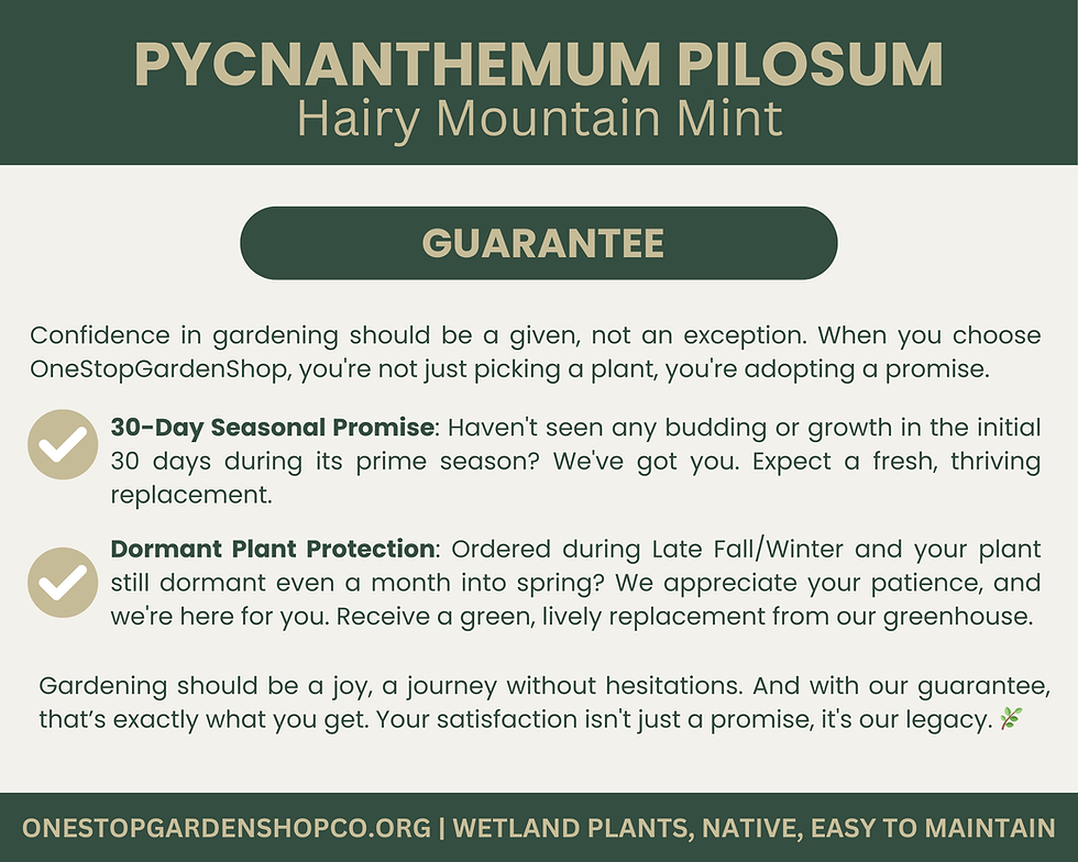 Thumbnail: Pycnanthemum pilosum | Hairy Mountain Mint | Starter Plant Plug