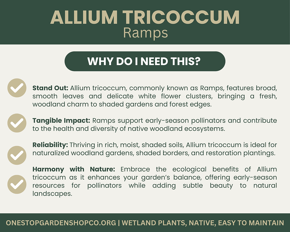 Thumbnail: Allium tricoccum | Ramps | Wild Leek | Bareroot