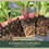 Thumbnail: Echinacea purpurea | Purple Coneflower | Starter Plant Plug
