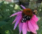 A butterfly and a bumblebee feeding on the vibrant purple petals of an echinacea flower with blurred greenery in the background. Photo taken by One Stop Garden Shop Co.