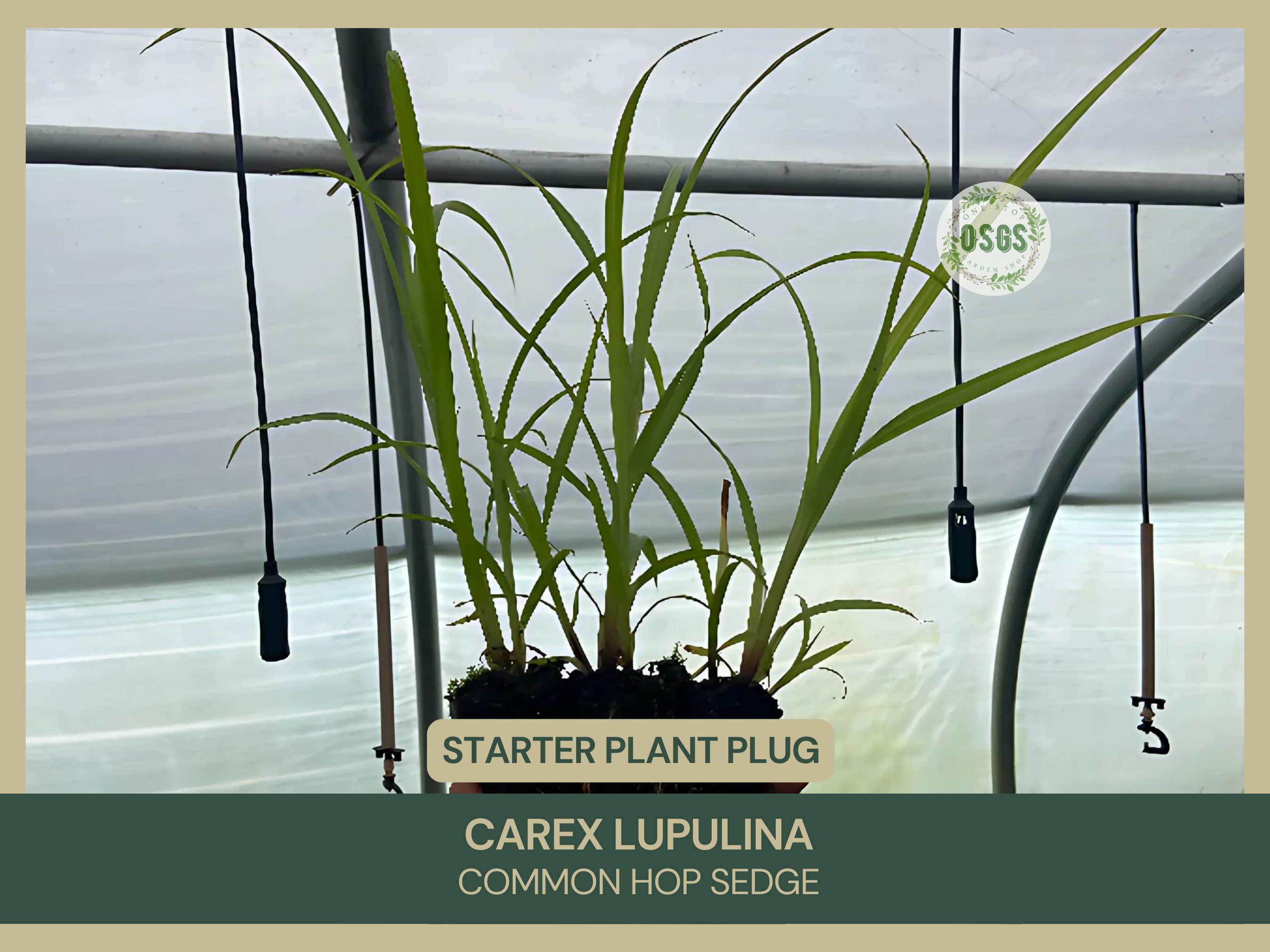 Carex lupulina | Common Hop Sedge | Starter Plant Plug