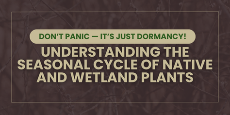 Don’t Panic — It’s Just Dormancy! Understanding the Seasonal Cycle of Native and Wetland Plants